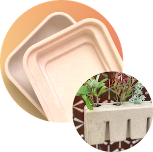 bagasse sugarcane compostable packaging